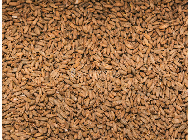 Crystal Rye / CaraRye Malt - 1 kg Hel 175 EBC – Thomas Fawcett