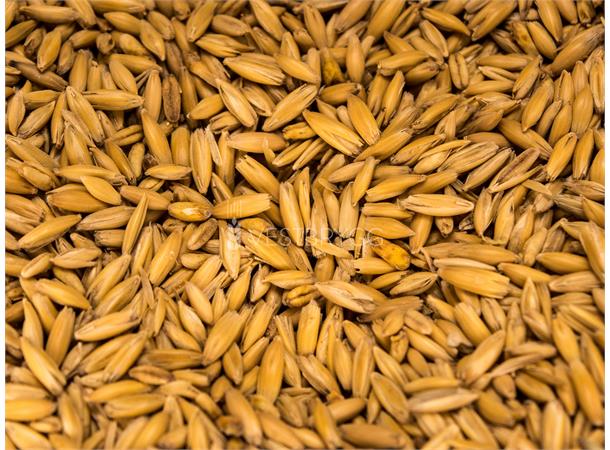 Havre / Oat Malt - 1 kg Hel 4-5 EBC – Thomas Fawcett