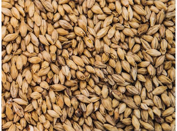 Golden Promise Malt – 25kg Sekk Hel 5-6 EBC – Thomas Fawcett