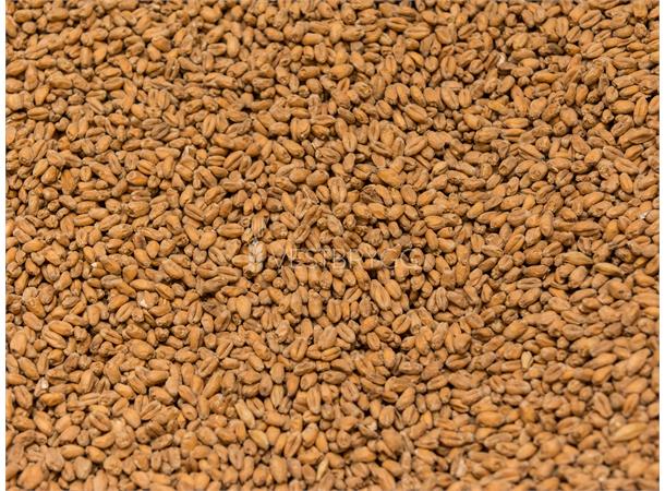 Wheat Malt / HveteMalt – 25kg Sekk Knust 4 EBC – Ireks