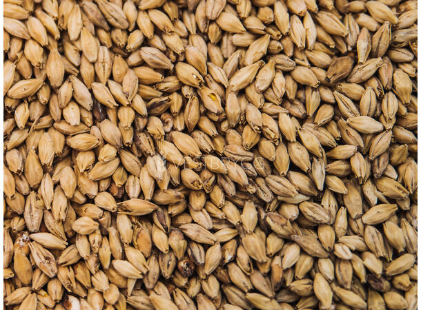 Acidulated Malt – 1 KG Knust 4 EBC – Sour Malt