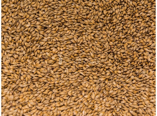 Red Active Malt 30-40 EBC – Viking Red Malt