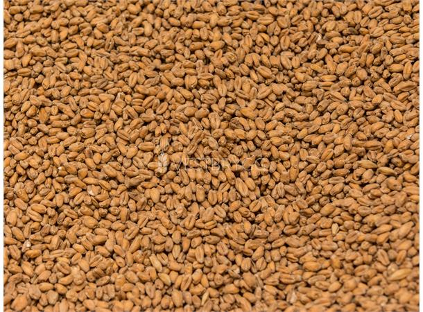 Wheat Malt / HveteMalt - 1 kg Hel 4 EBC –Viking