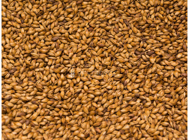 Dextrin Malt - 1 kg Hel 8-14 EBC – Viking